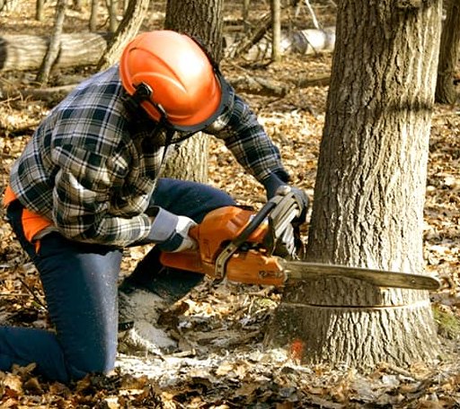 Tree Removal in Harlem, GA